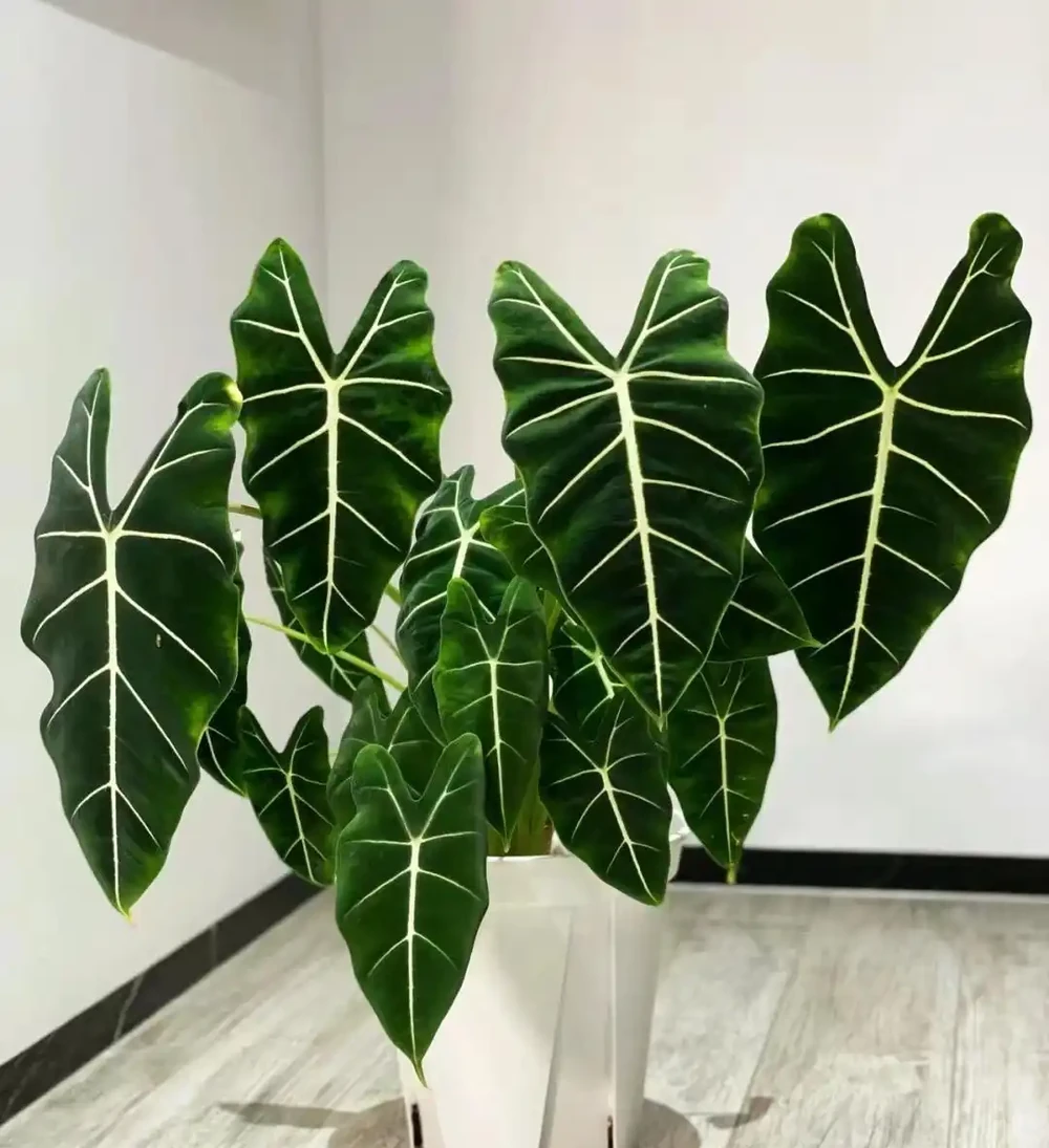 8種「耐陰花」,不見光反而綠意盎然,氛圍十足,「陽臺黨」最愛