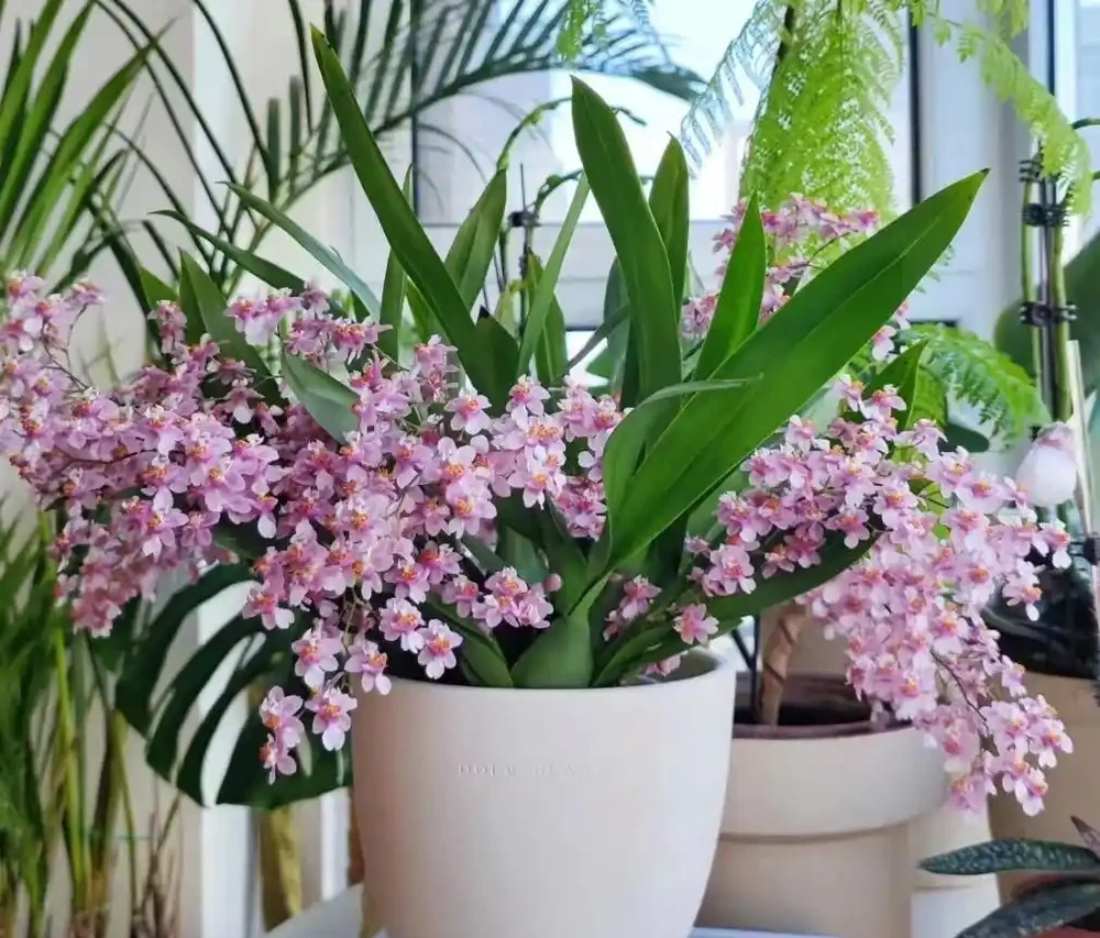 8種「耐陰花」,不見光反而綠意盎然,氛圍十足,「陽臺黨」最愛