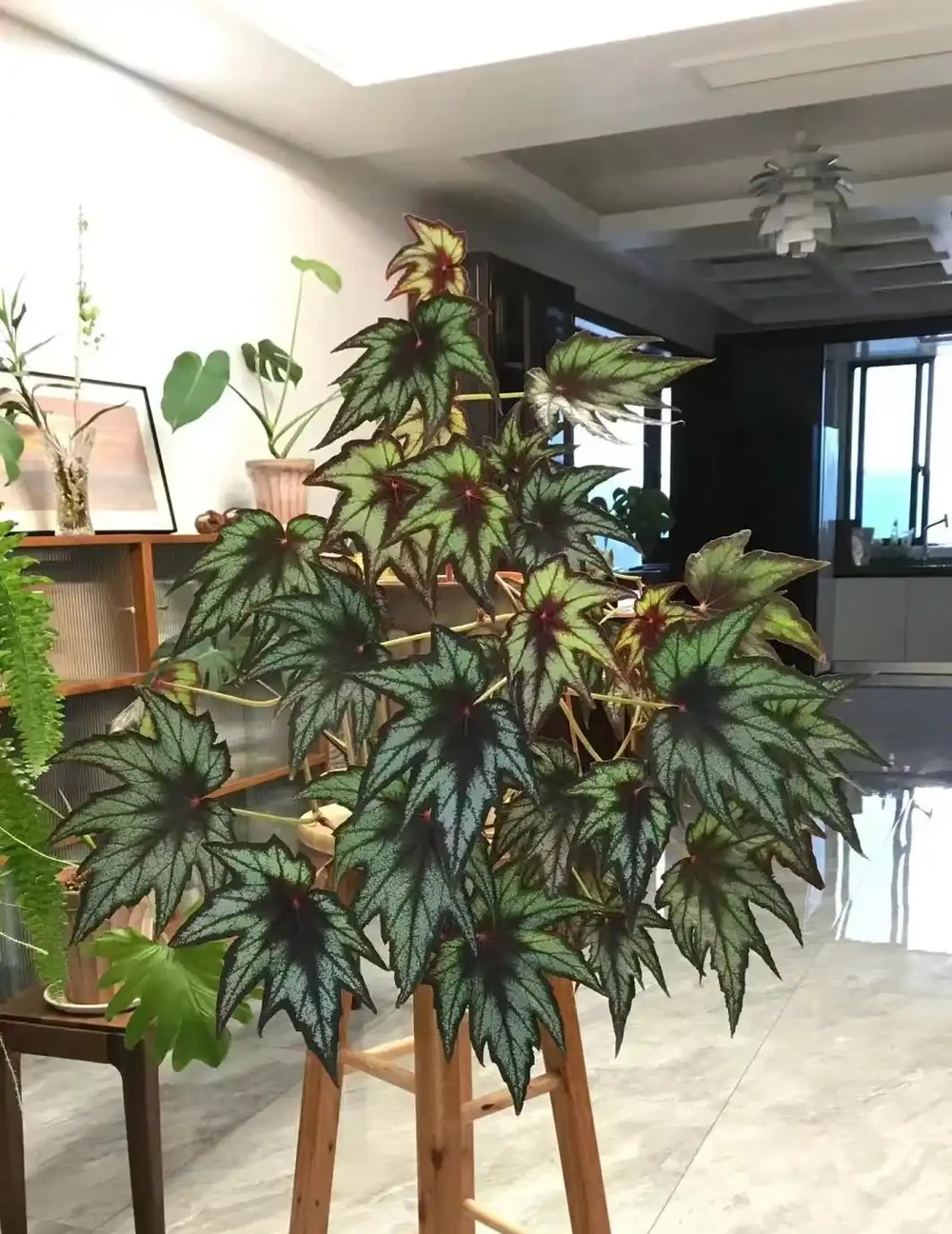 8種「耐陰花」,不見光反而綠意盎然,氛圍十足,「陽臺黨」最愛