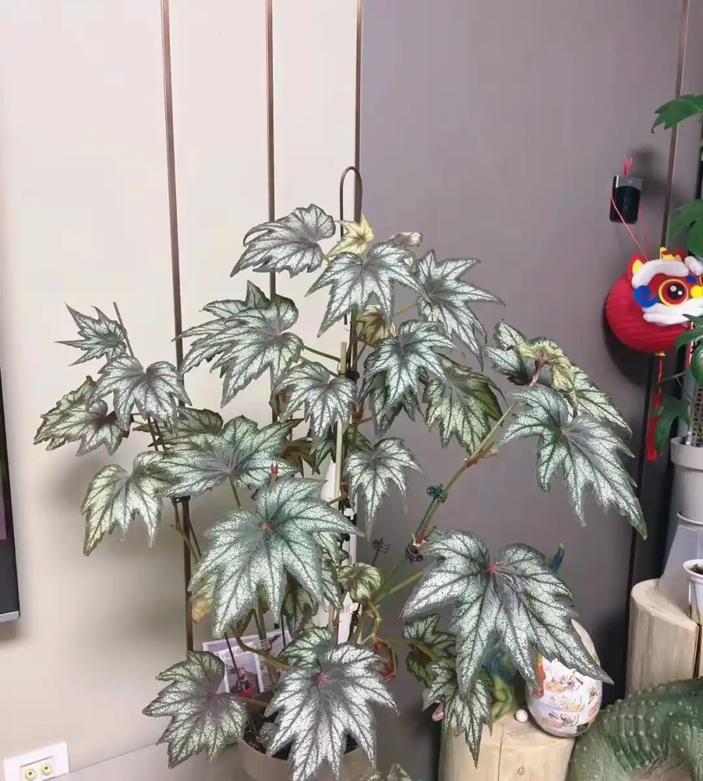 8種「耐陰花」,不見光反而綠意盎然,氛圍十足,「陽臺黨」最愛