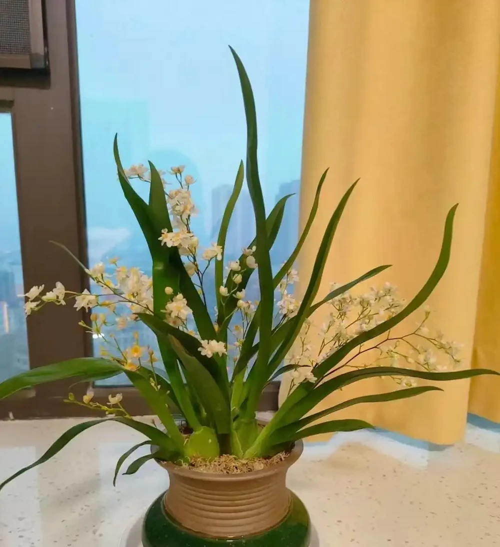 8種「耐陰花」,不見光反而綠意盎然,氛圍十足,「陽臺黨」最愛