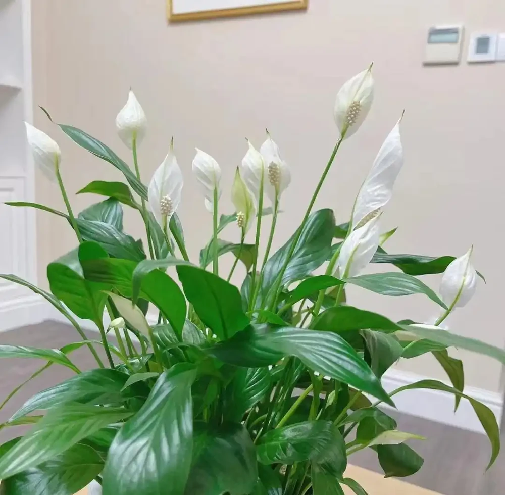 8種「耐陰花」,不見光反而綠意盎然,氛圍十足,「陽臺黨」最愛