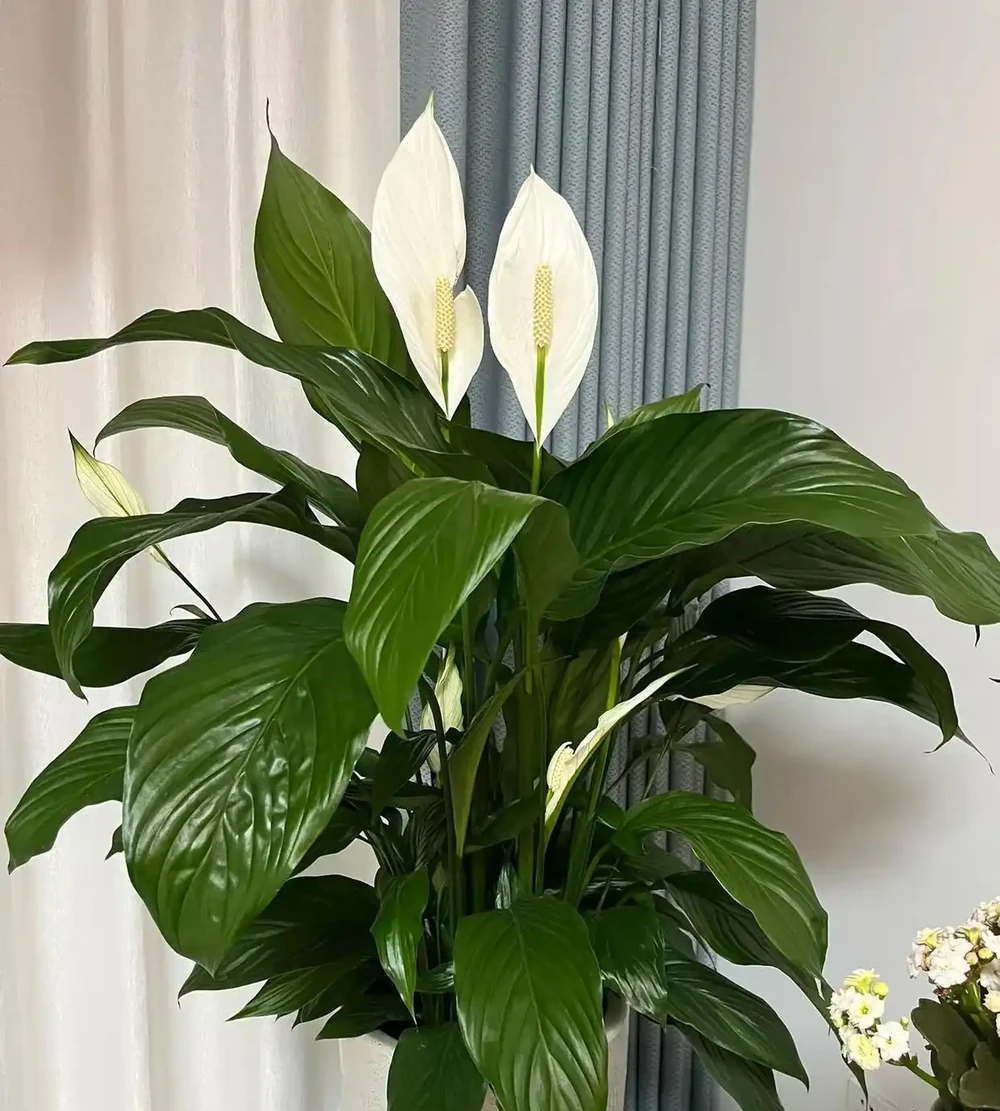 8種「耐陰花」,不見光反而綠意盎然,氛圍十足,「陽臺黨」最愛