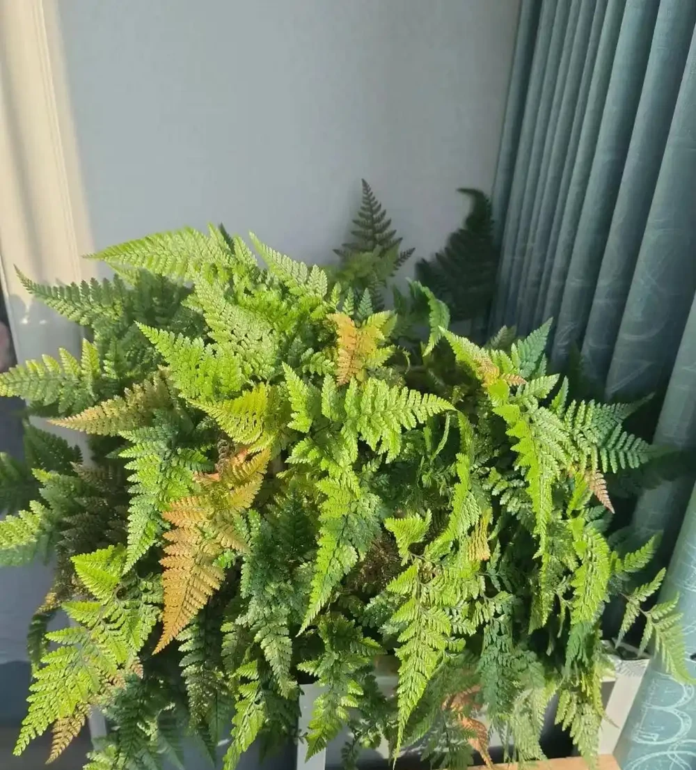 8種「耐陰花」,不見光反而綠意盎然,氛圍十足,「陽臺黨」最愛