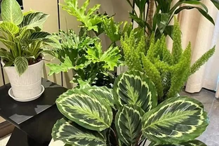 8種「耐陰花」，不見光反而綠意盎然，氛圍十足，「陽臺黨」最愛