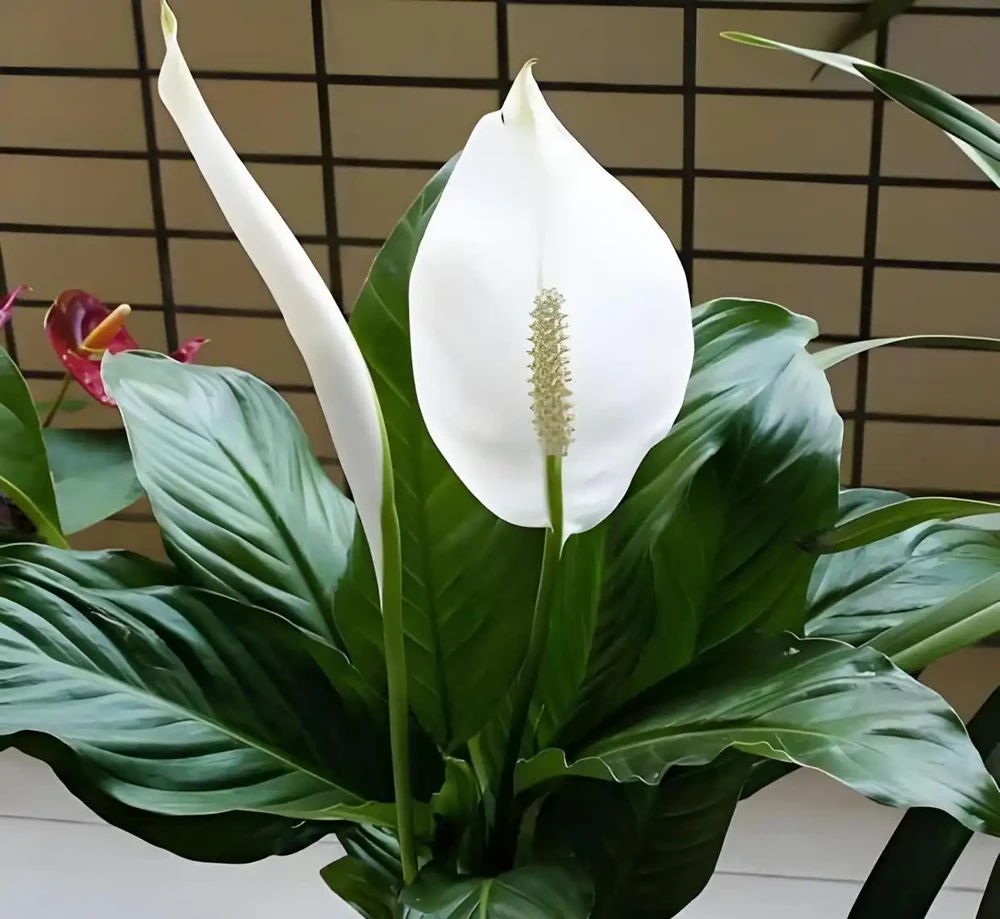 白鶴芋花用什麼肥料好，要掌握哪些施肥技巧？
