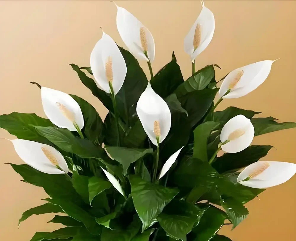 白鶴芋花用什麼肥料好，要掌握哪些施肥技巧？