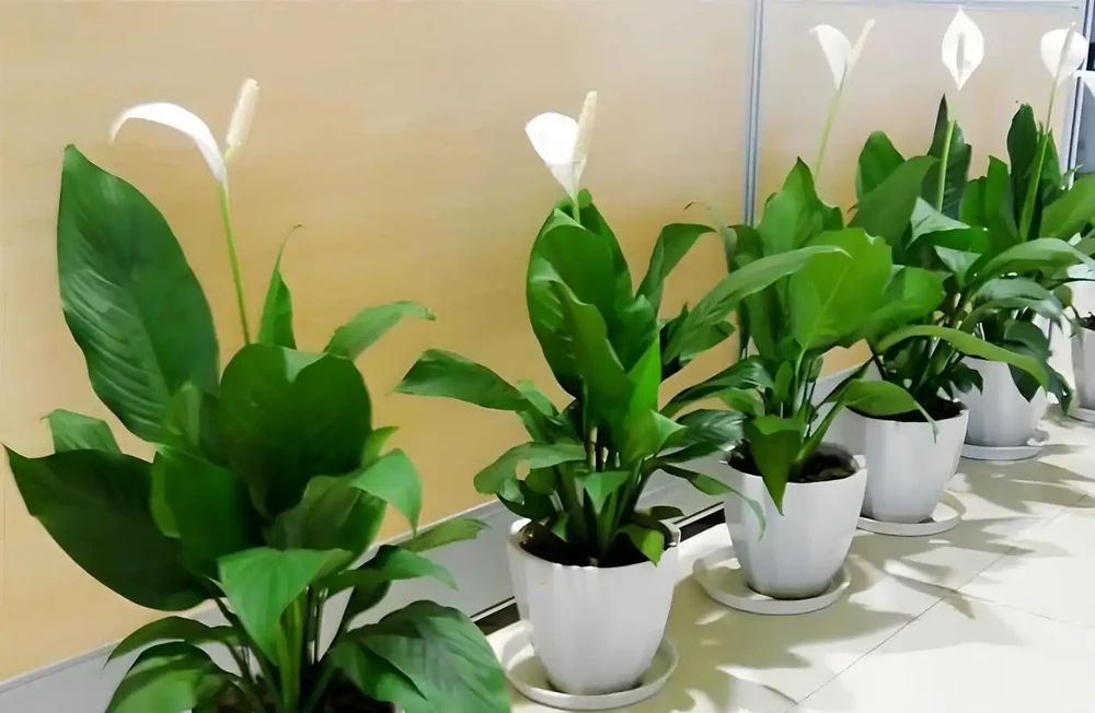 白鶴芋花用什麼肥料好，要掌握哪些施肥技巧？