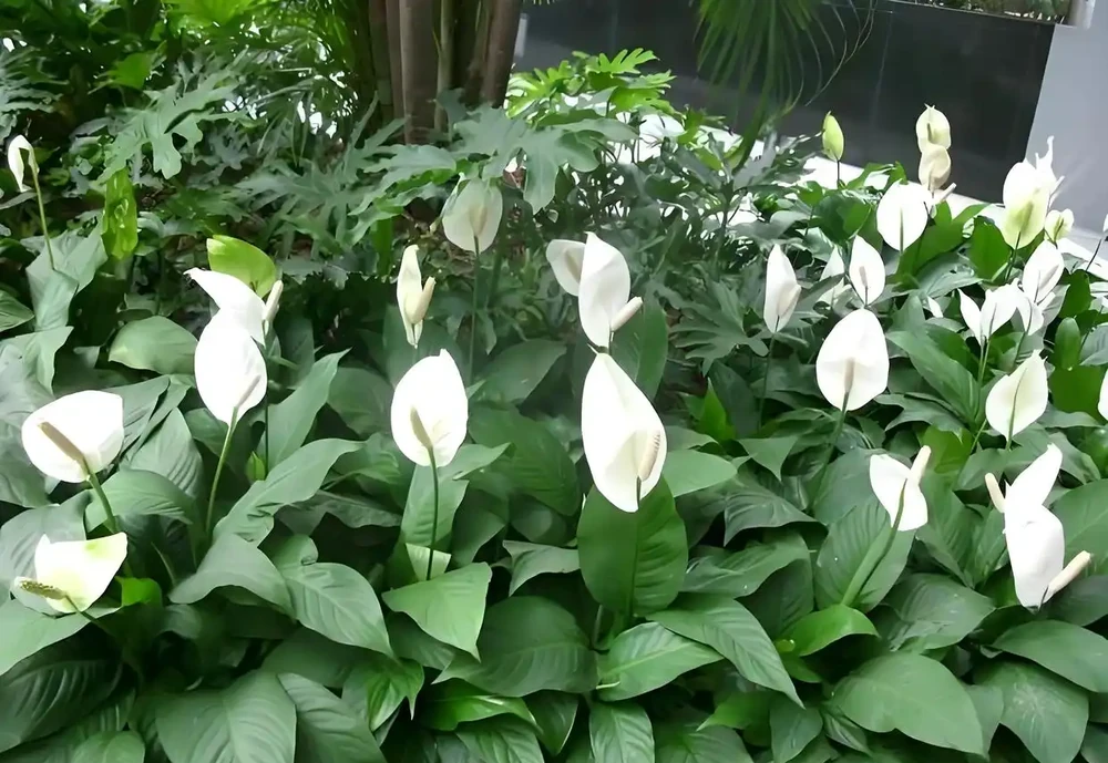 白鶴芋花用什麼肥料好，要掌握哪些施肥技巧？