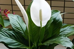 白鶴芋花用什麼肥料好，要掌握哪些施肥技巧？