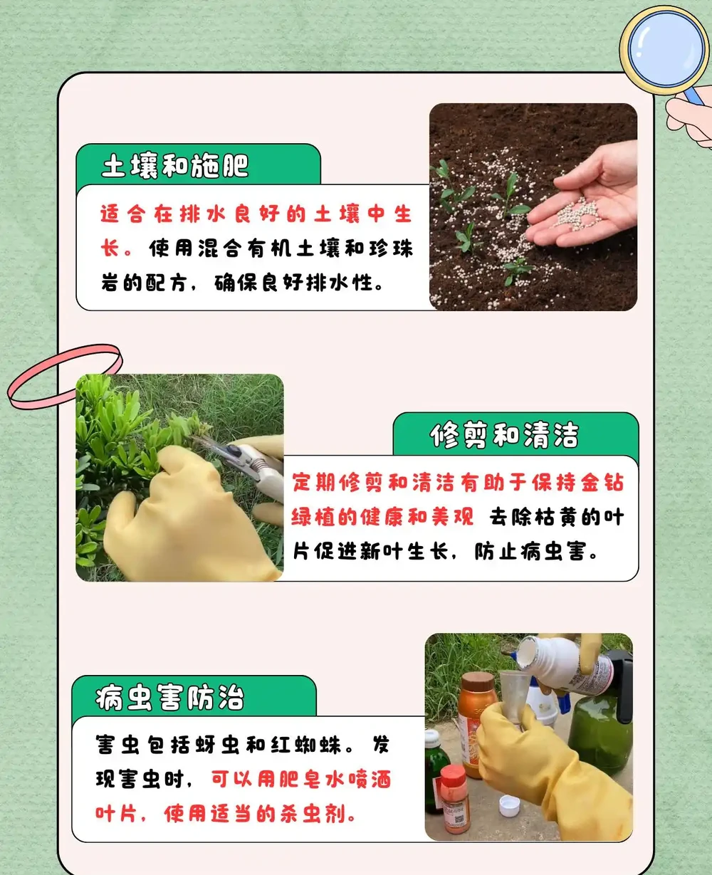 金鑽綠植怎麼養