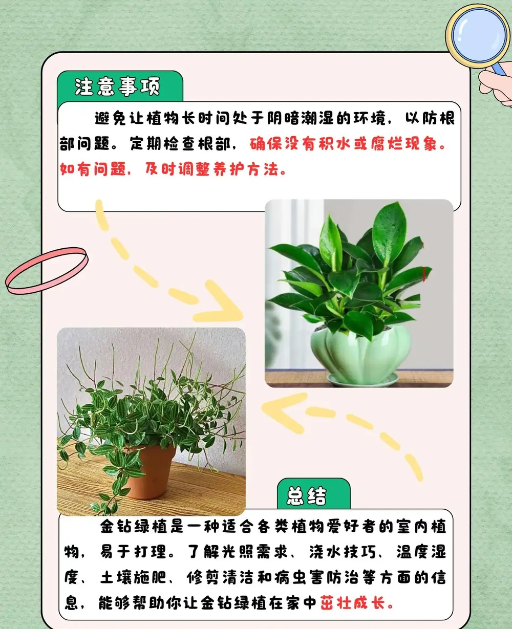 金鑽綠植怎麼養