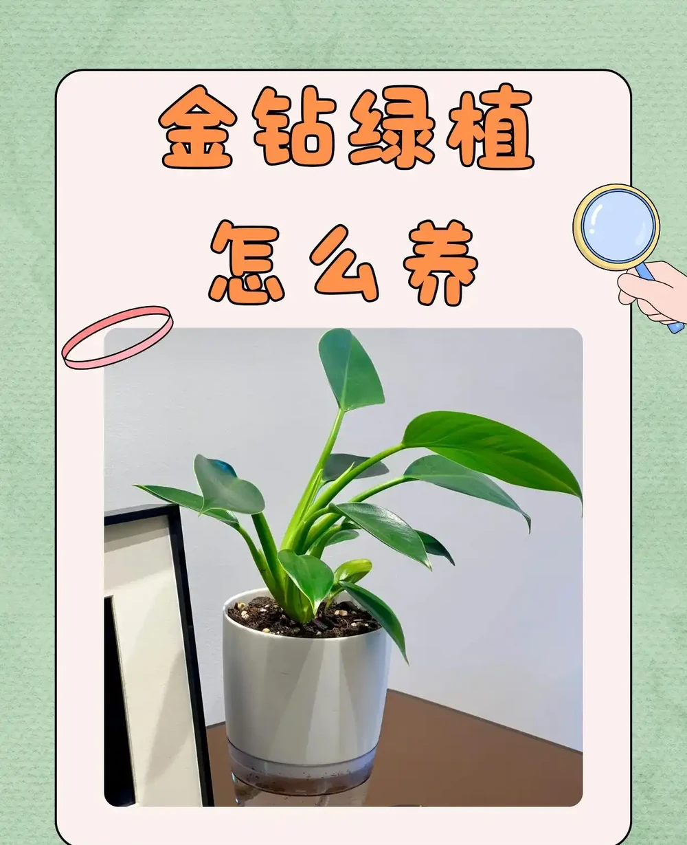 金鑽綠植怎麼養