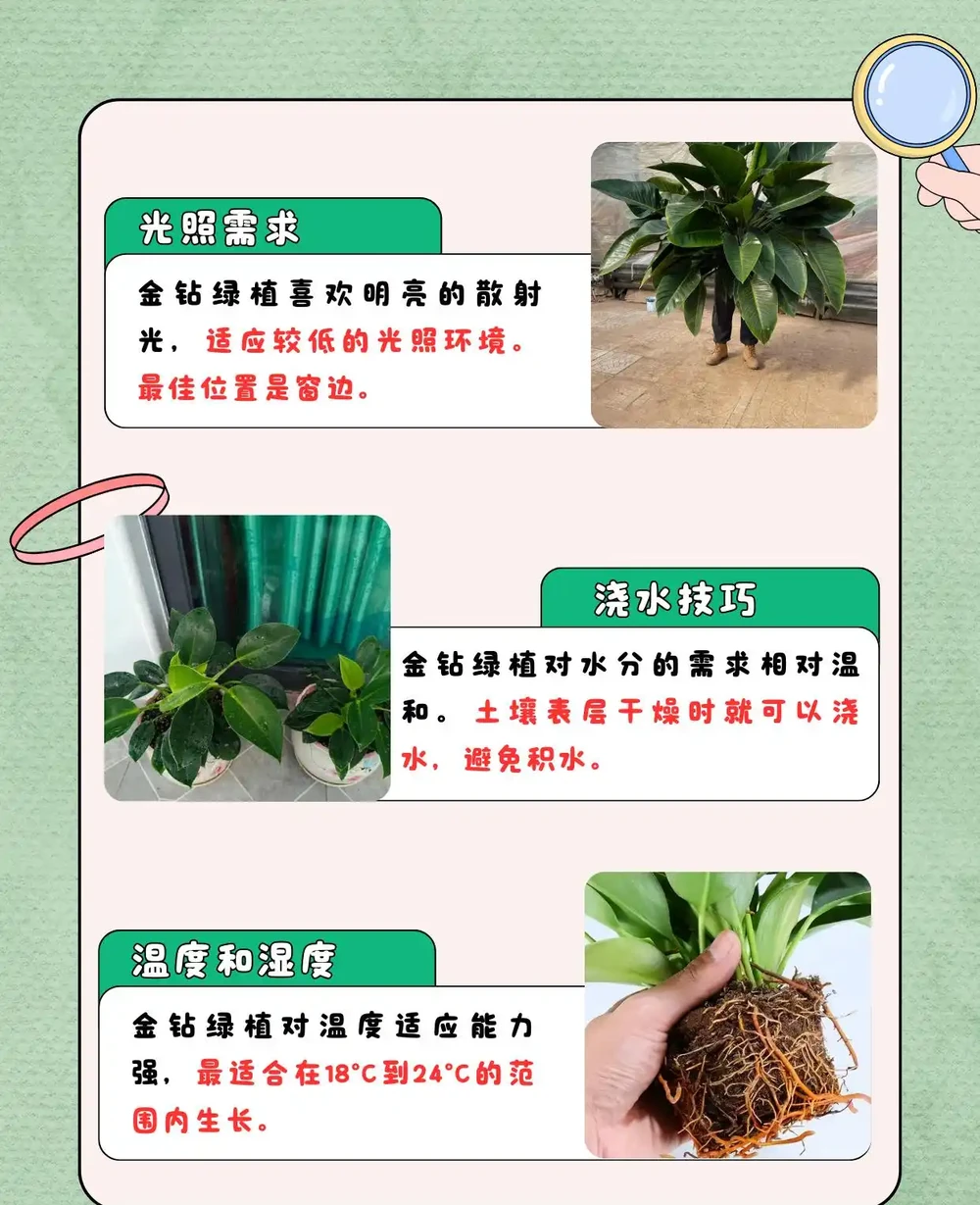 金鑽綠植怎麼養