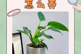 金鑽綠植怎麼養