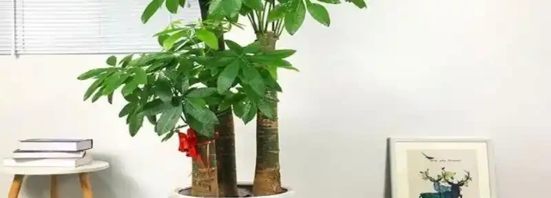 發財樹的修剪方法,發財樹的生長習性
