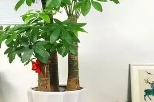 發財樹的修剪方法，發財樹的生長習性
