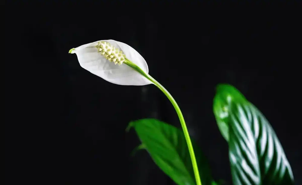 白鶴芋花施肥指南：選對肥料很重要