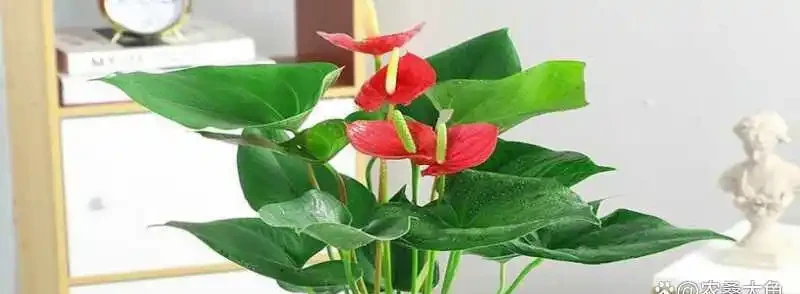 白鶴芋花施肥指南：選對肥料很重要