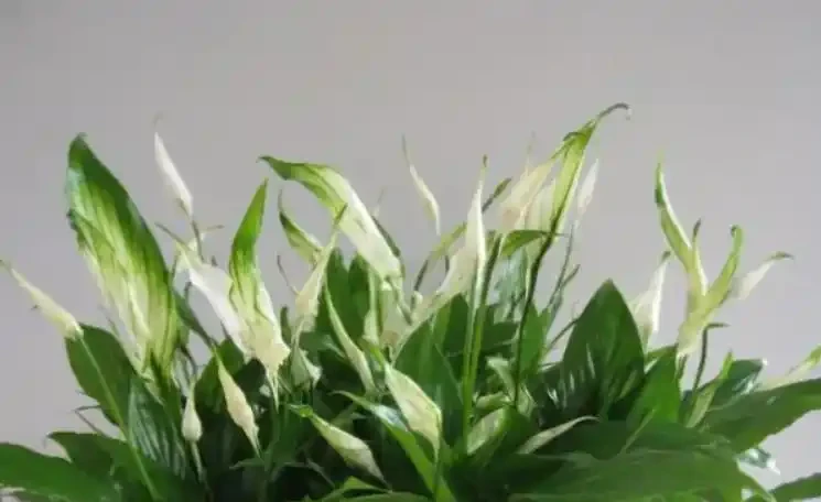 白鶴芋花施肥指南：選對肥料很重要