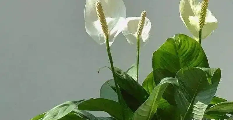 白鶴芋花施肥指南：選對肥料很重要