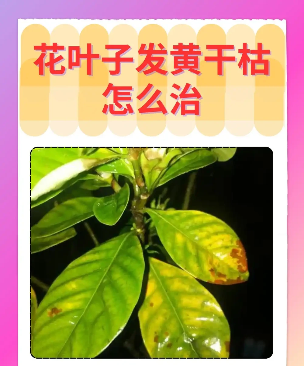 花葉子發黃乾枯怎麼治