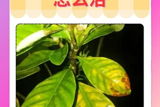 花葉子發黃乾枯怎麼治