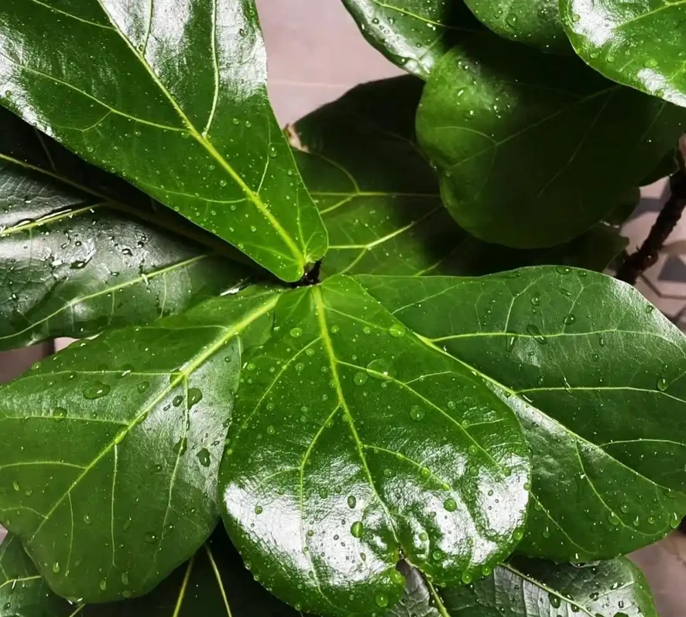 湖南一大叔家裡綠植每月「用啤酒洗澡」,網友:原來植物也愛酒