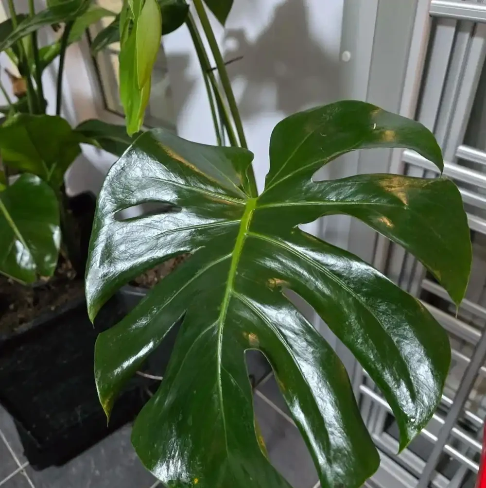 湖南一大叔家裡綠植每月「用啤酒洗澡」,網友:原來植物也愛酒