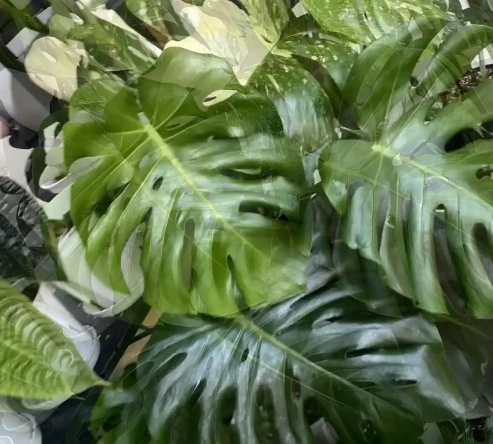 湖南一大叔家裡綠植每月「用啤酒洗澡」,網友:原來植物也愛酒