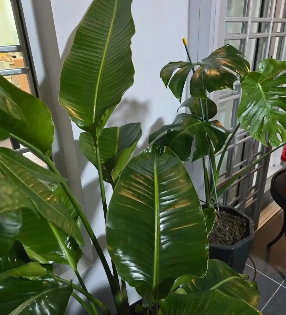 湖南一大叔家裡綠植每月「用啤酒洗澡」,網友:原來植物也愛酒