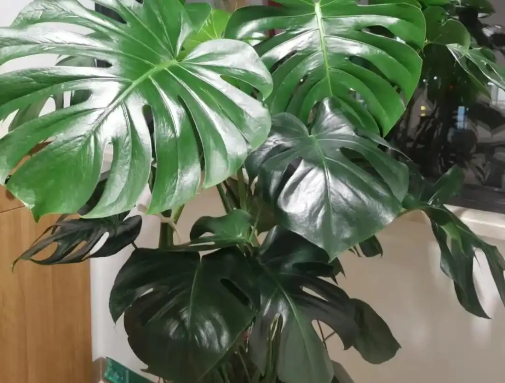 湖南一大叔家裡綠植每月「用啤酒洗澡」,網友:原來植物也愛酒