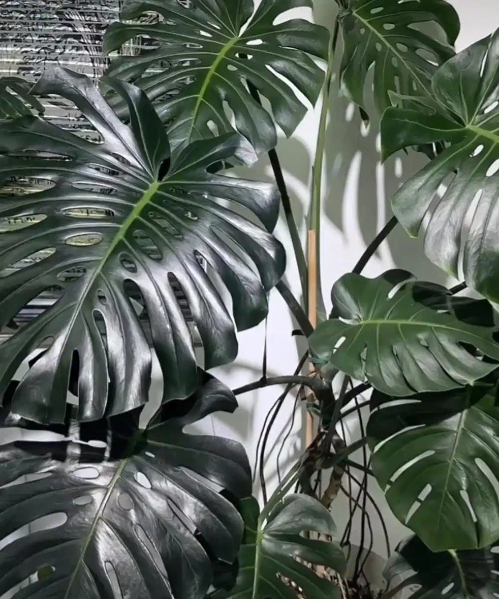 湖南一大叔家裡綠植每月「用啤酒洗澡」,網友:原來植物也愛酒