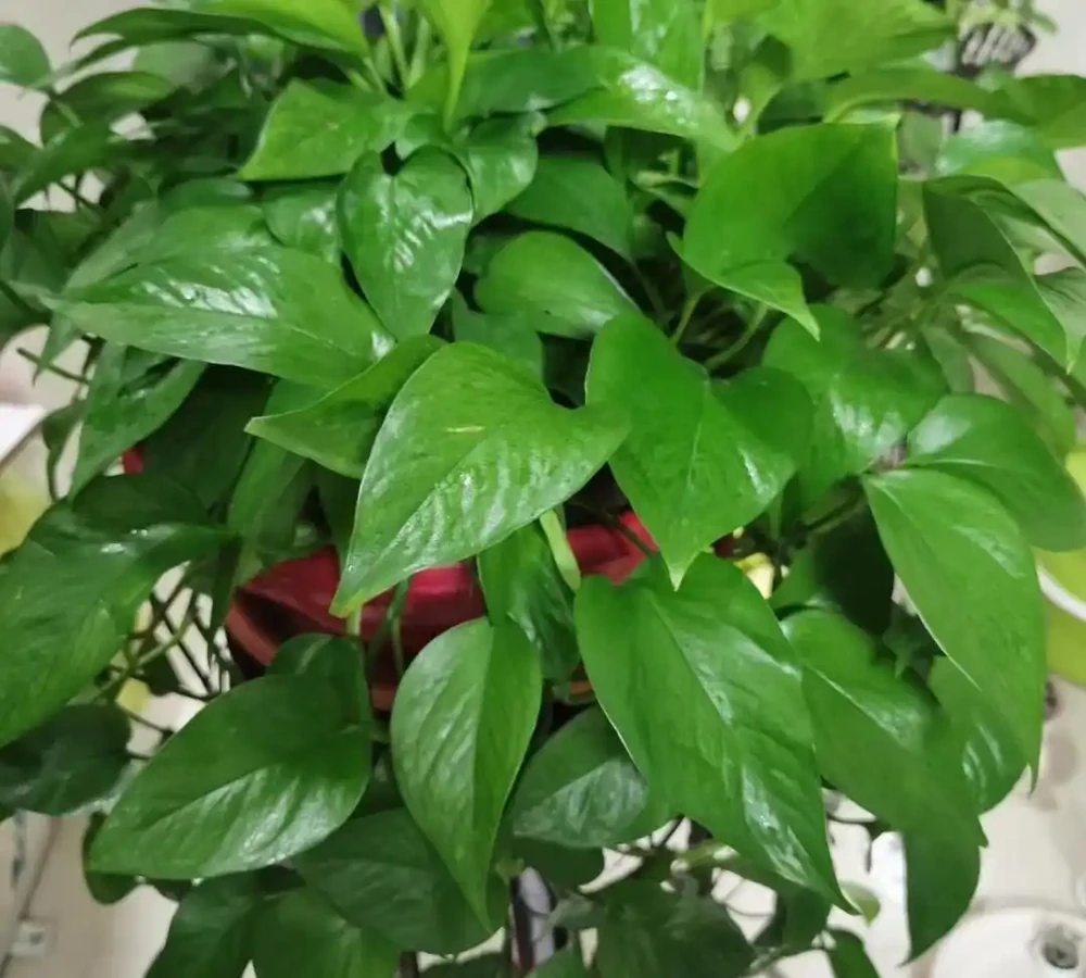 湖南一大叔家裡綠植每月「用啤酒洗澡」,網友:原來植物也愛酒