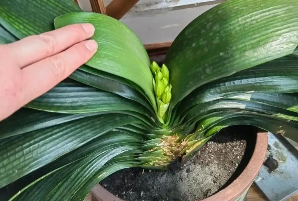 湖南一大叔家裡綠植每月「用啤酒洗澡」,網友:原來植物也愛酒