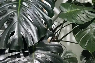 湖南一大叔家裡綠植每月「用啤酒洗澡」，網友：原來植物也愛酒