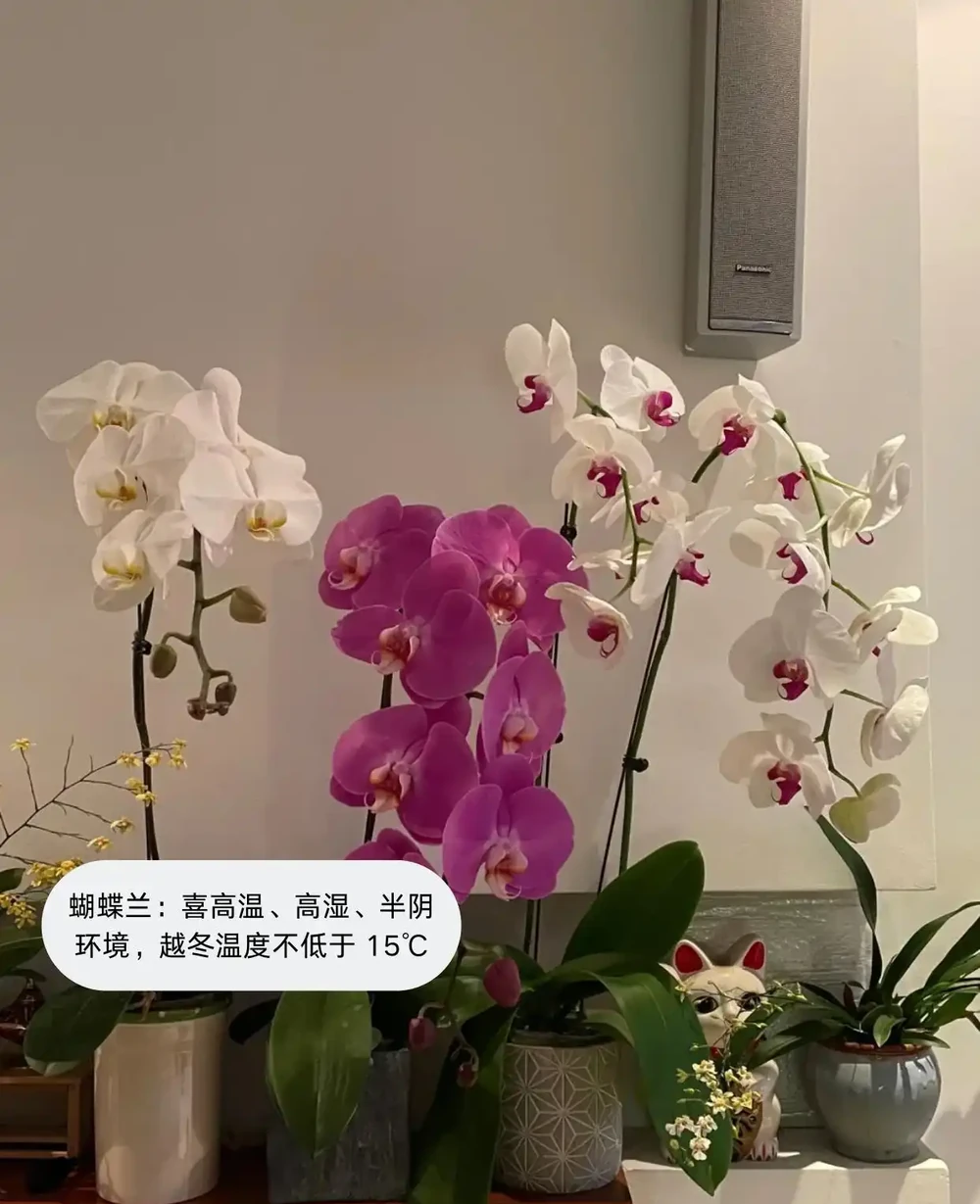 喜陰植物大盤點，你見過幾個？