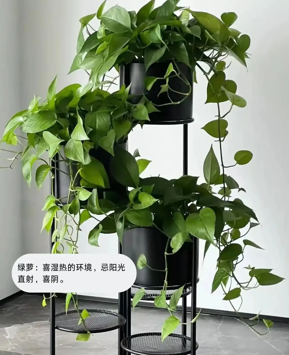 喜陰植物大盤點，你見過幾個？