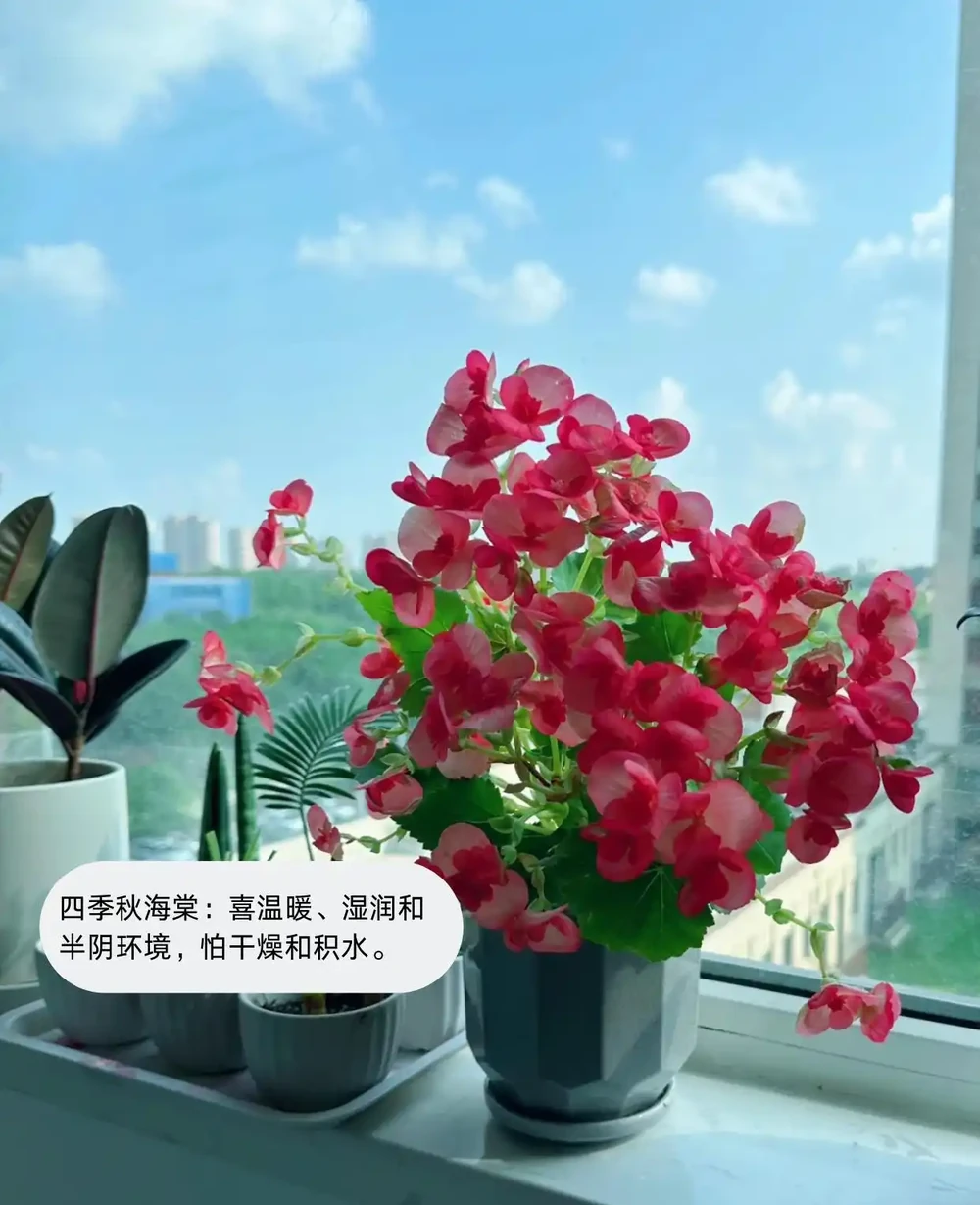 喜陰植物大盤點，你見過幾個？