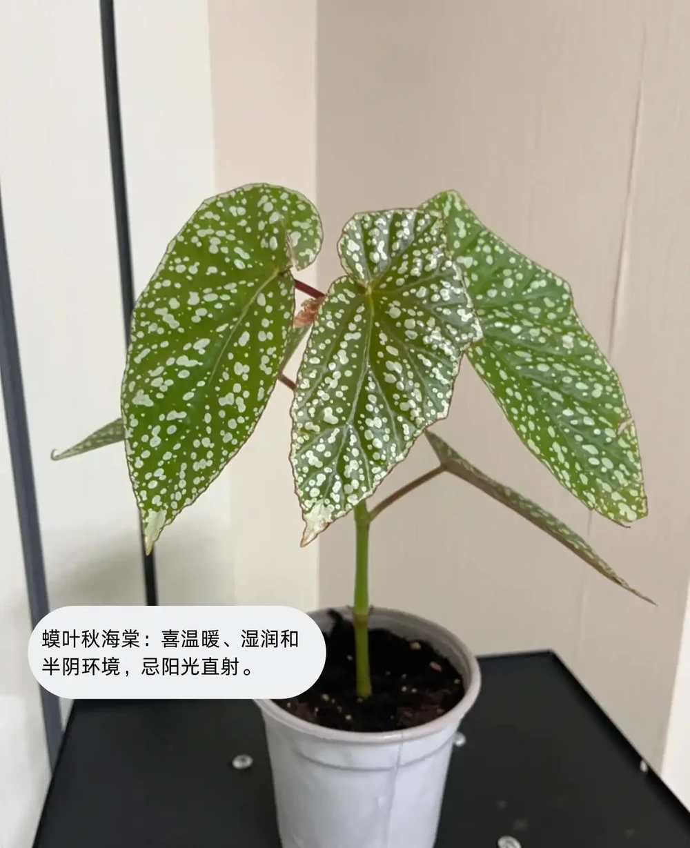 喜陰植物大盤點，你見過幾個？