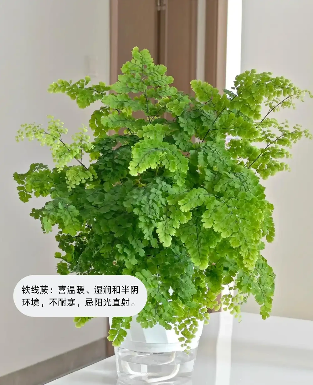 喜陰植物大盤點，你見過幾個？