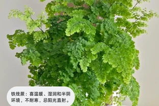 喜陰植物大盤點，你見過幾個？