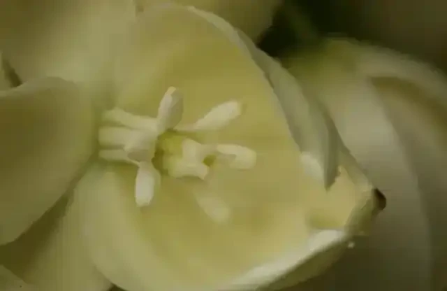 海芋原來有毒?植物的特化傳粉系統,不看不知道!