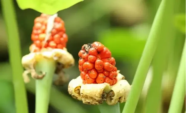 海芋原來有毒?植物的特化傳粉系統,不看不知道!