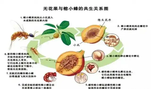 海芋原來有毒?植物的特化傳粉系統,不看不知道!