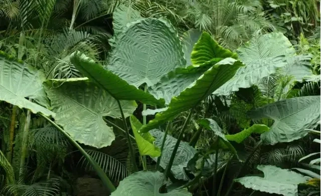 海芋原來有毒?植物的特化傳粉系統,不看不知道!