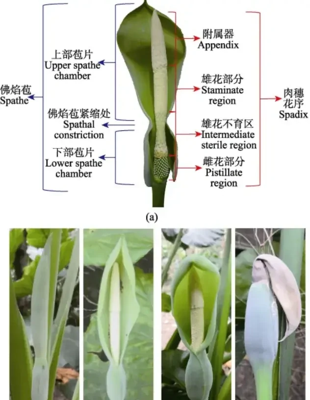 海芋原來有毒?植物的特化傳粉系統,不看不知道!