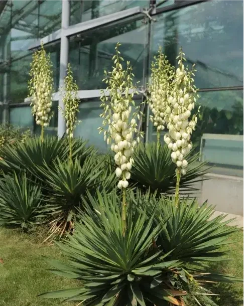 海芋原來有毒?植物的特化傳粉系統,不看不知道!