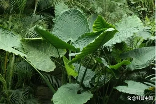 海芋原來有毒？植物的特化傳粉系統，不看不知道！