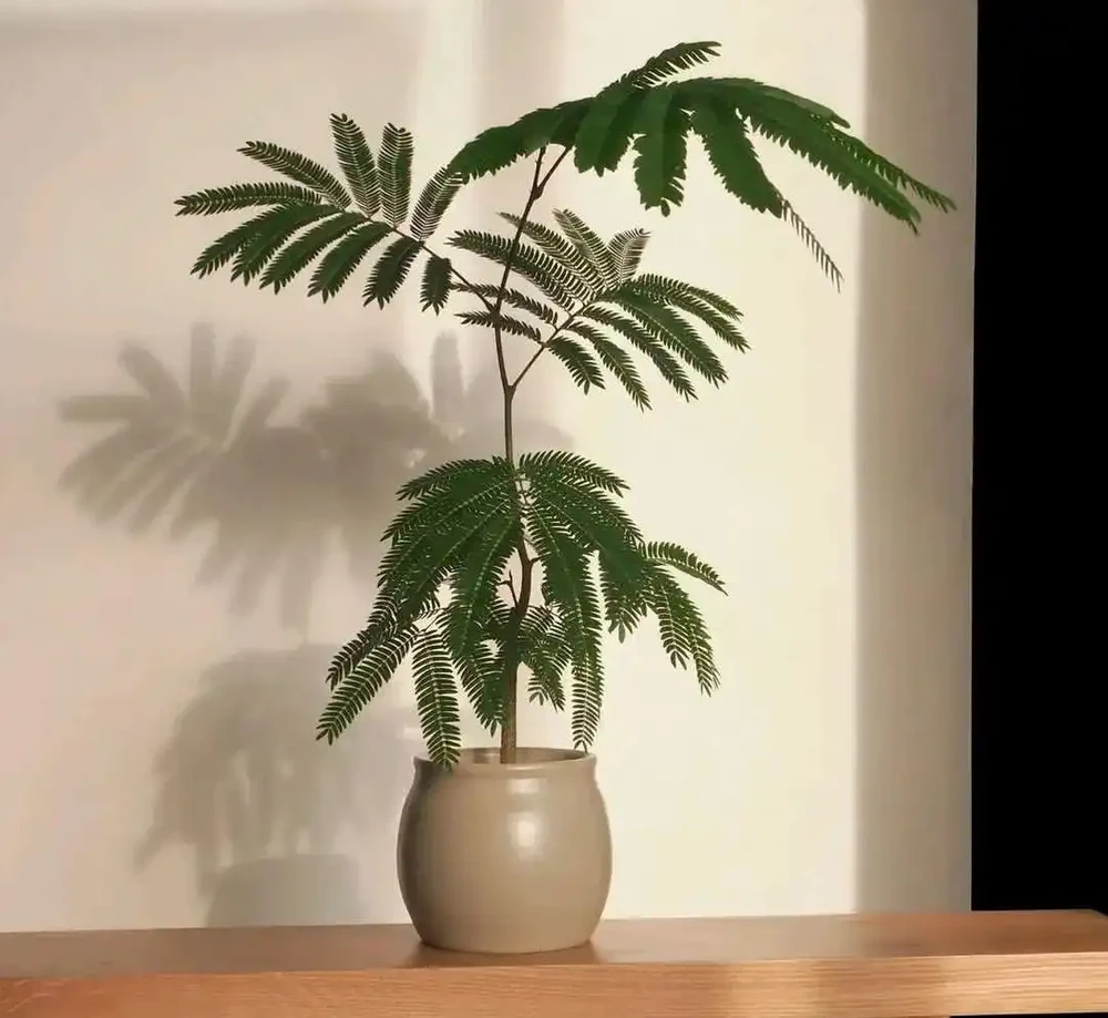 室內沒有陽光，養這8大類植物總不會錯，平價好看植物推薦